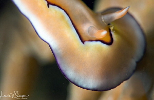 Goniobranchus coi/Photographed with a Canon 60 mm macro l... by Laurie Slawson 